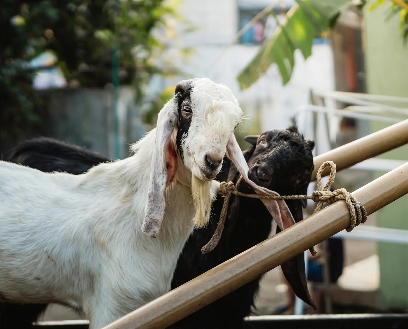 Paket Qurban Hamdala Farm